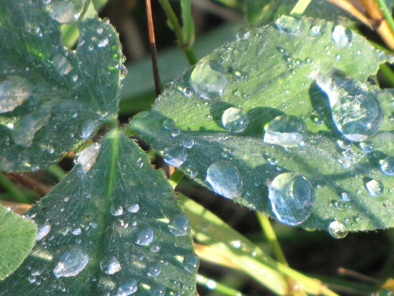 Clover Leaves with Dew — Green, Serene