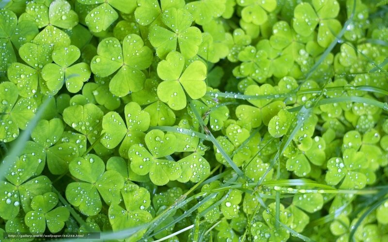 Clover Leaves with Dew — Green