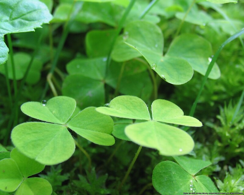 Clover Leaves with Dew
