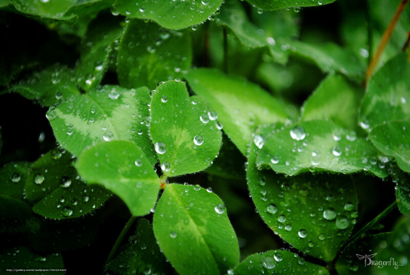 Clover leaves with raindrops