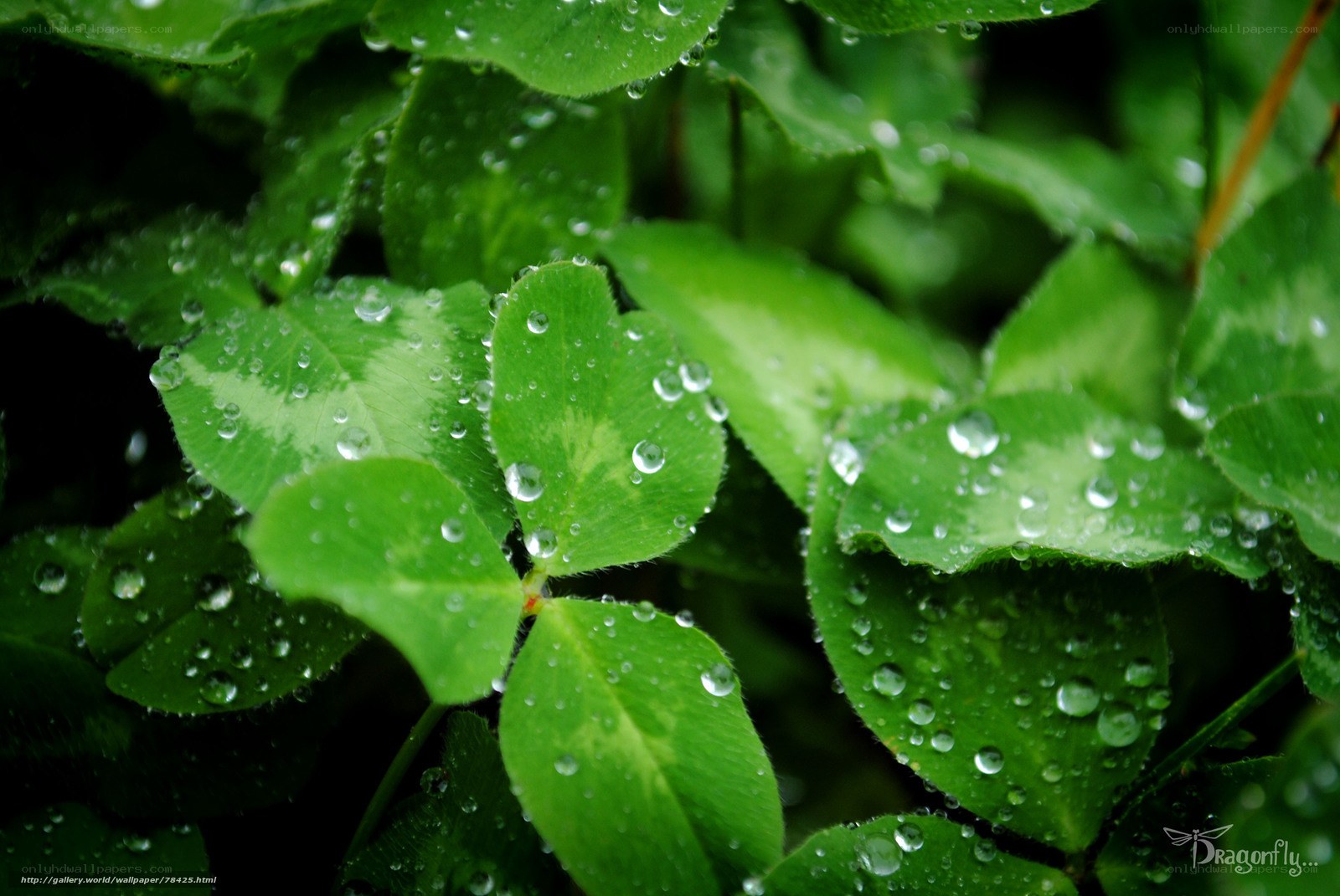 Clover leaves with raindrops