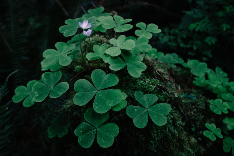Clover leaves with small flowers