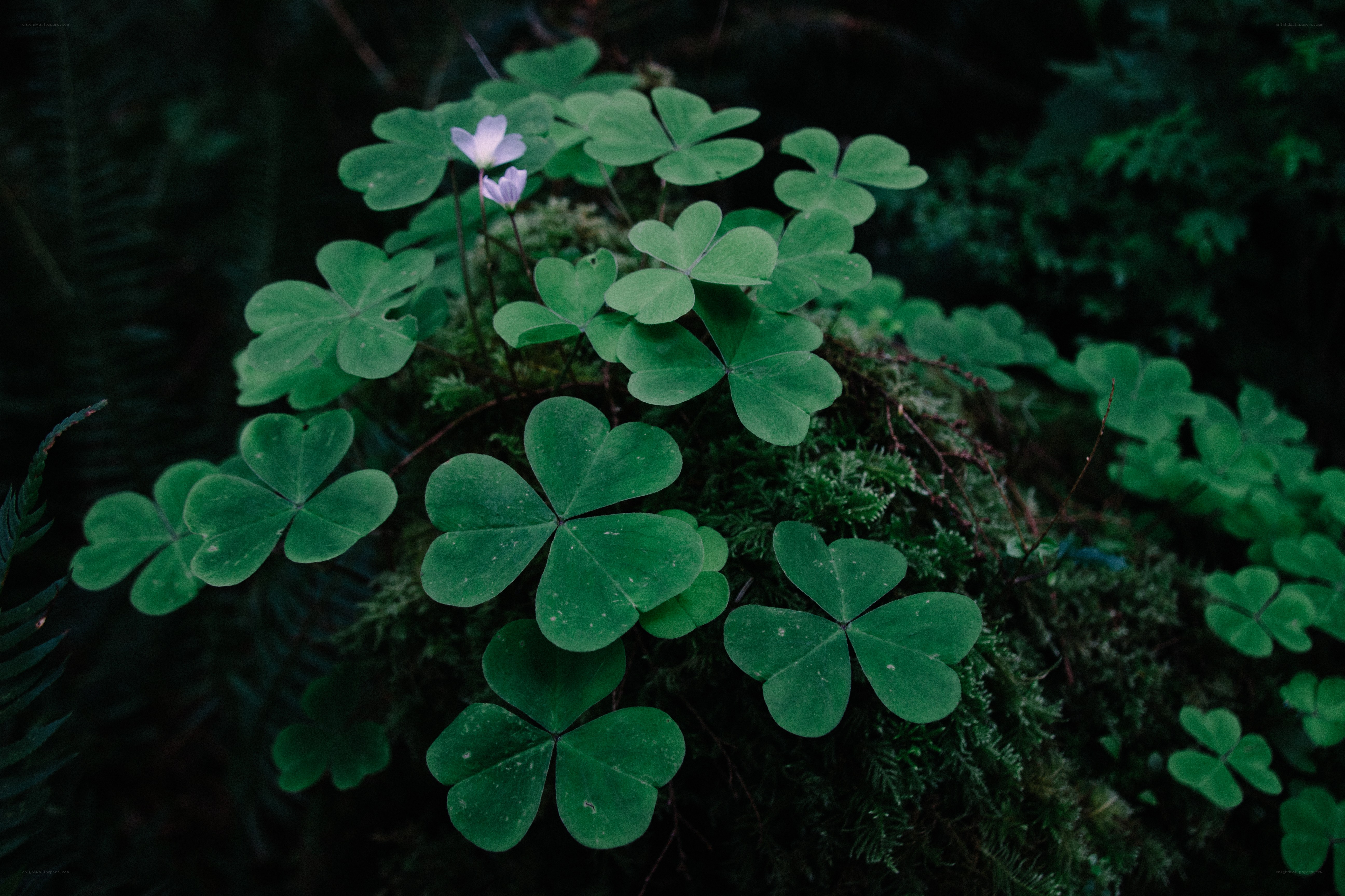 Clover leaves with small flowers