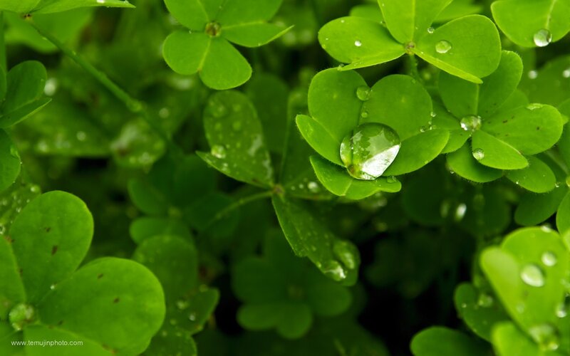 Clover leaves with water droplets