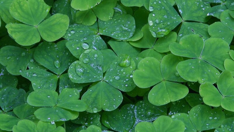 Clover Leaves with Water Droplets — Green, Fresh