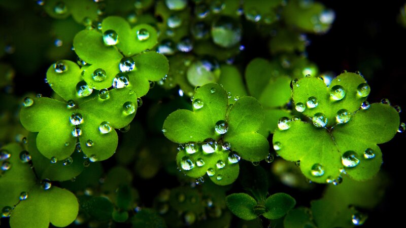 Clover Leaves with Water Droplets — Green, Serene, Photograph