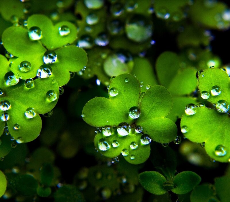 Clover Leaves with Water Droplets — Green, Serene