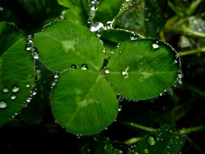 Clover Leaves with Water Droplets — Green