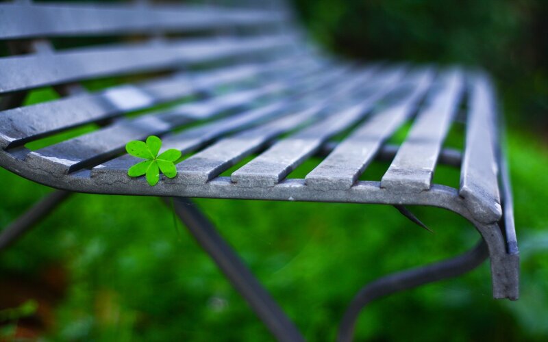 Clover on a park bench