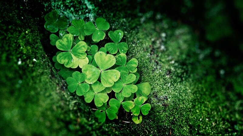 Clover Plants in Moss