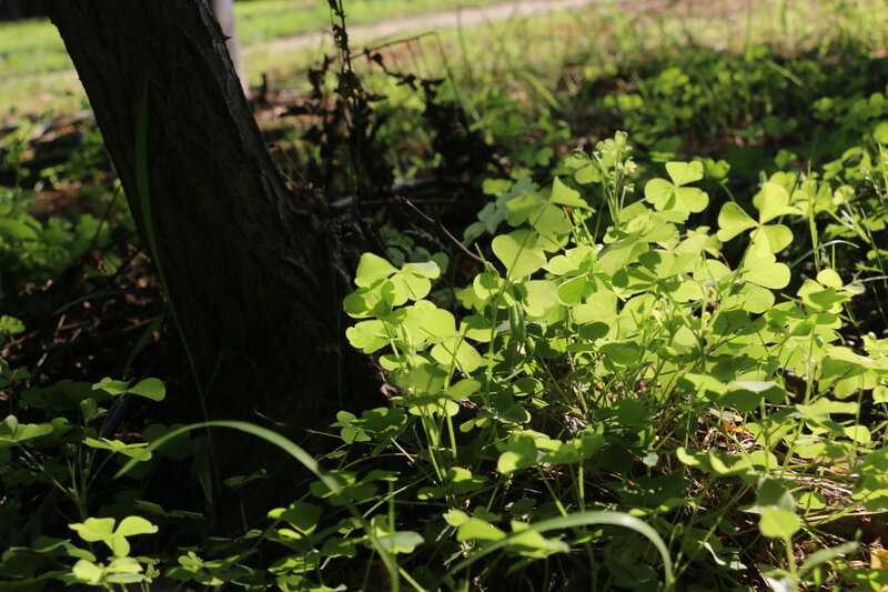 Clover Plants Near Tree