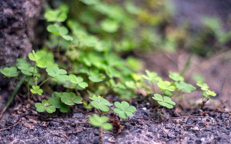 Clover Plants on Ground — Green