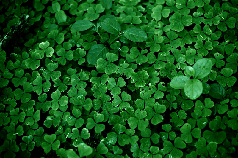 Clover Plants on Ground