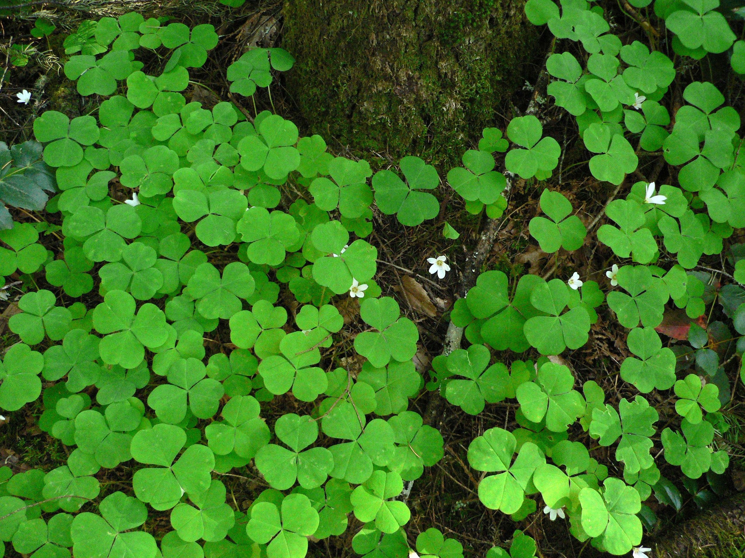 Clover plants with white flowers