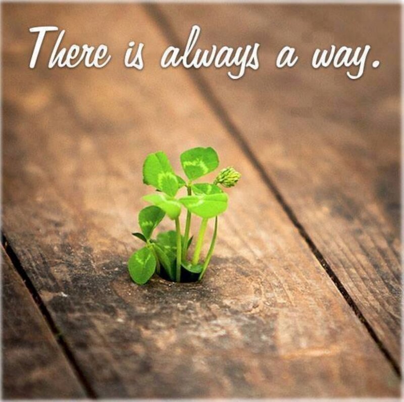 Clover Sprout in Wood