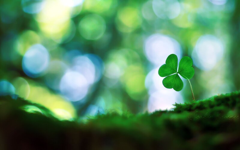 Clover Sprout on Moss