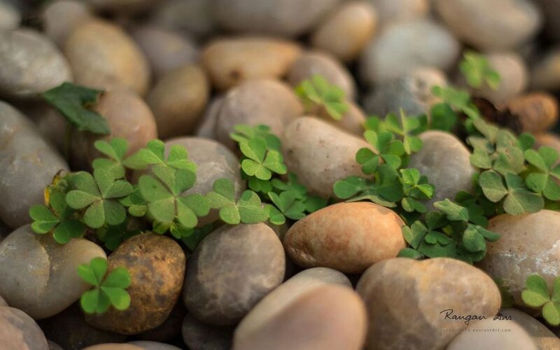 Clover Sprouts Between Stones