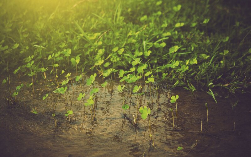 Clover Sprouts in Mud — Green