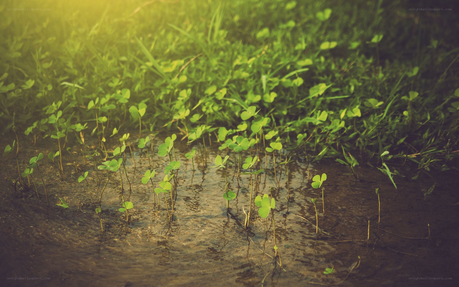 Clover sprouts in wet soil