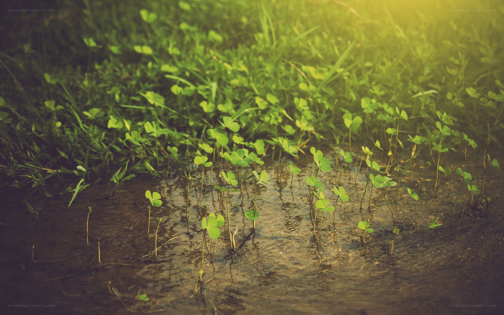 Clover sprouts in wet soil