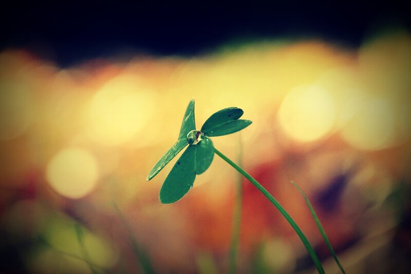 Clover with Dew Drop — Green