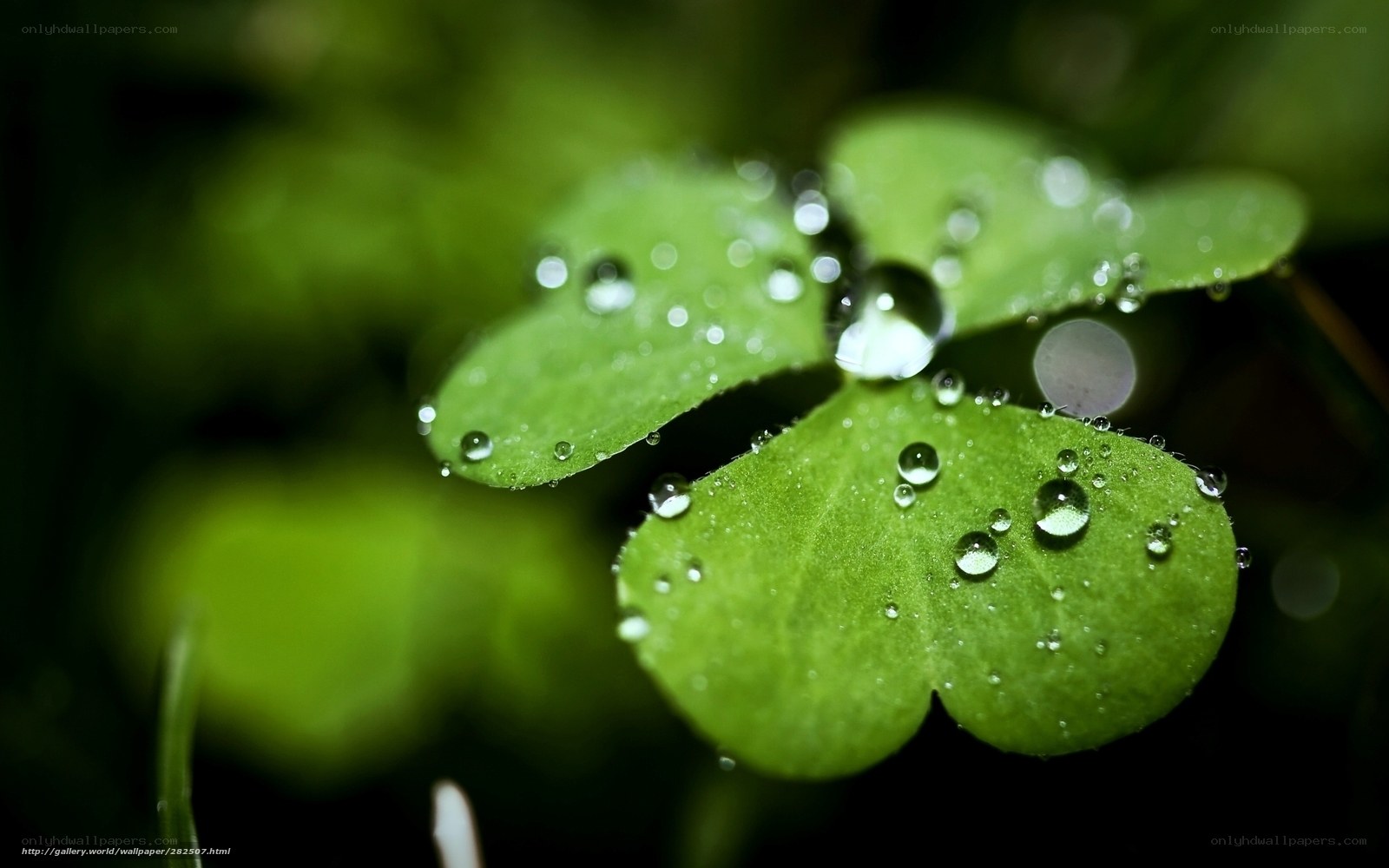 Clover with dew drops