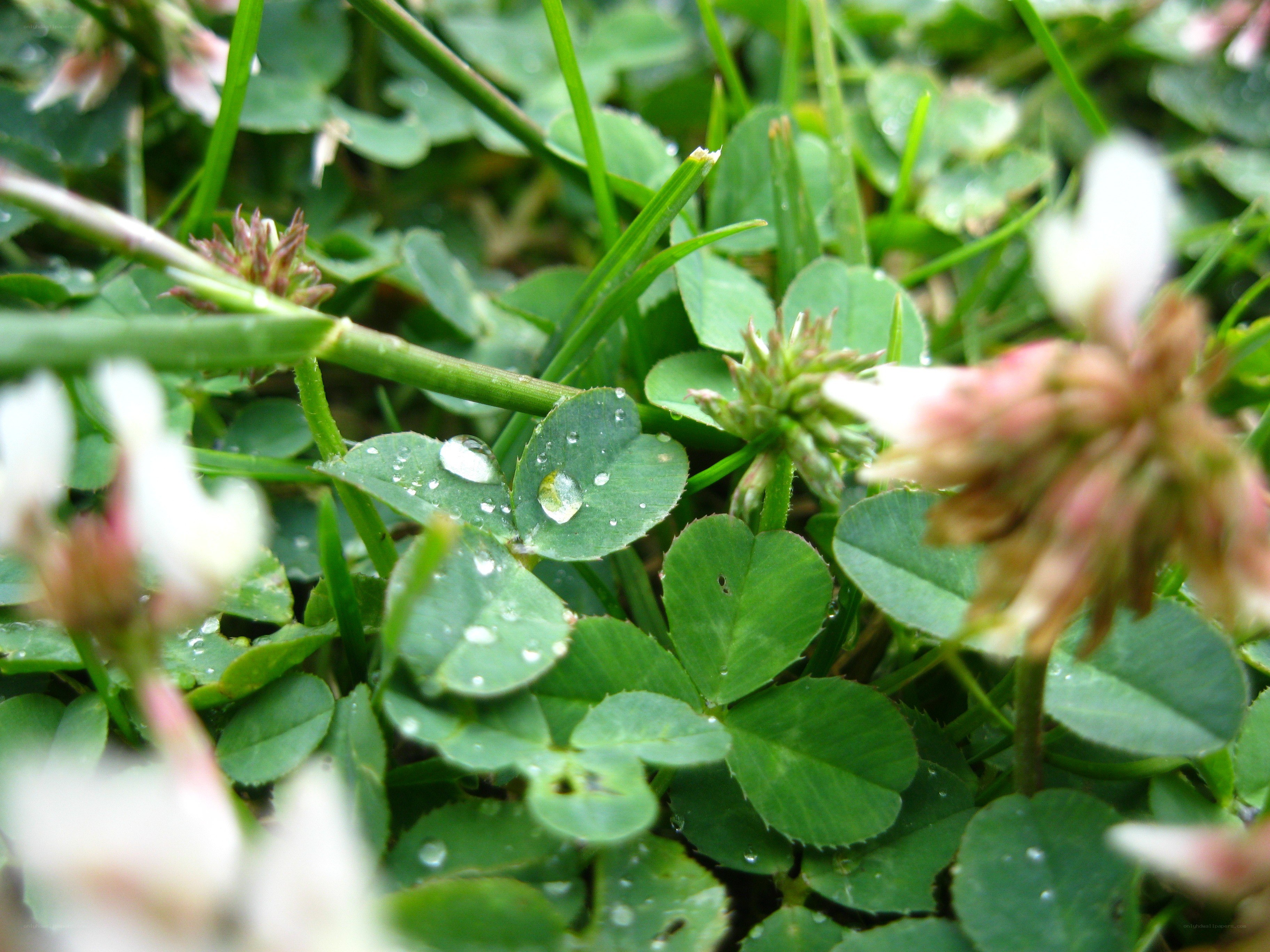 Clover with dew drops