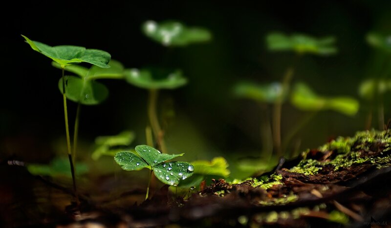 Clover with dew drops