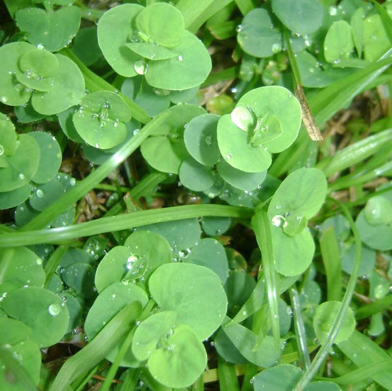 Clover with Dew Drops — Green, Fresh