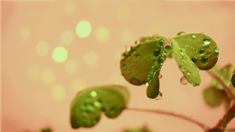 Clover with water droplets