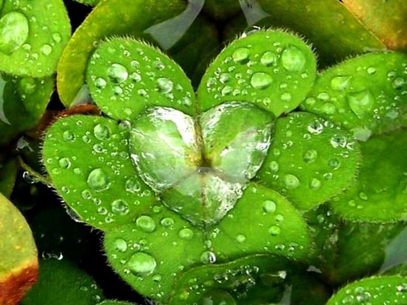 Clover with Water Droplets — Green