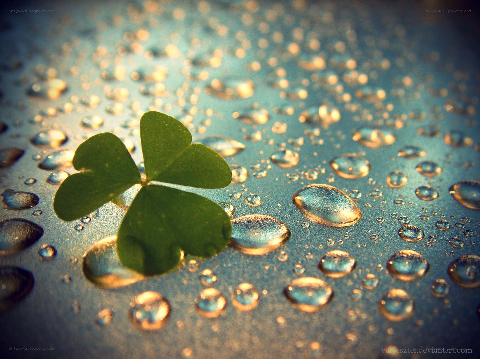 Clover with water droplets