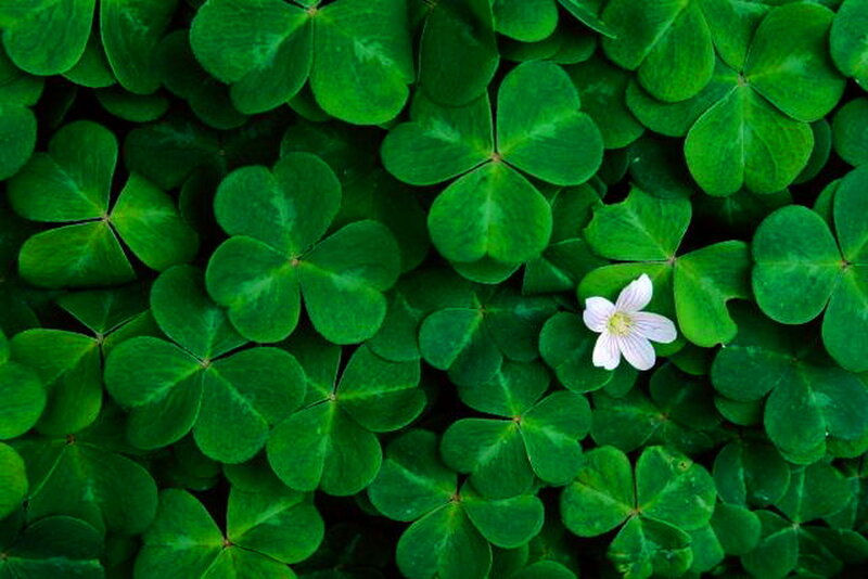 Clover with White Flower