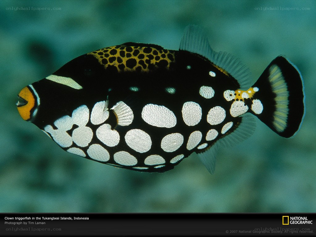 Clown triggerfish in Indonesia