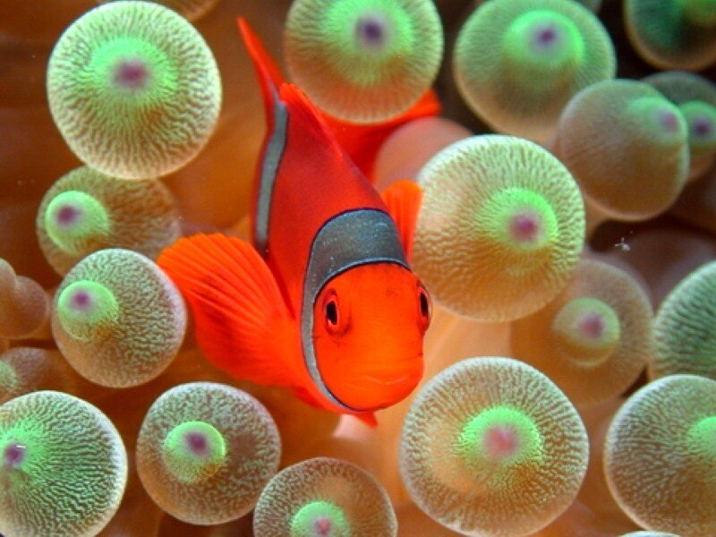 clownfish among sea anemones