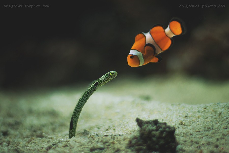 Clownfish and eel in aquarium