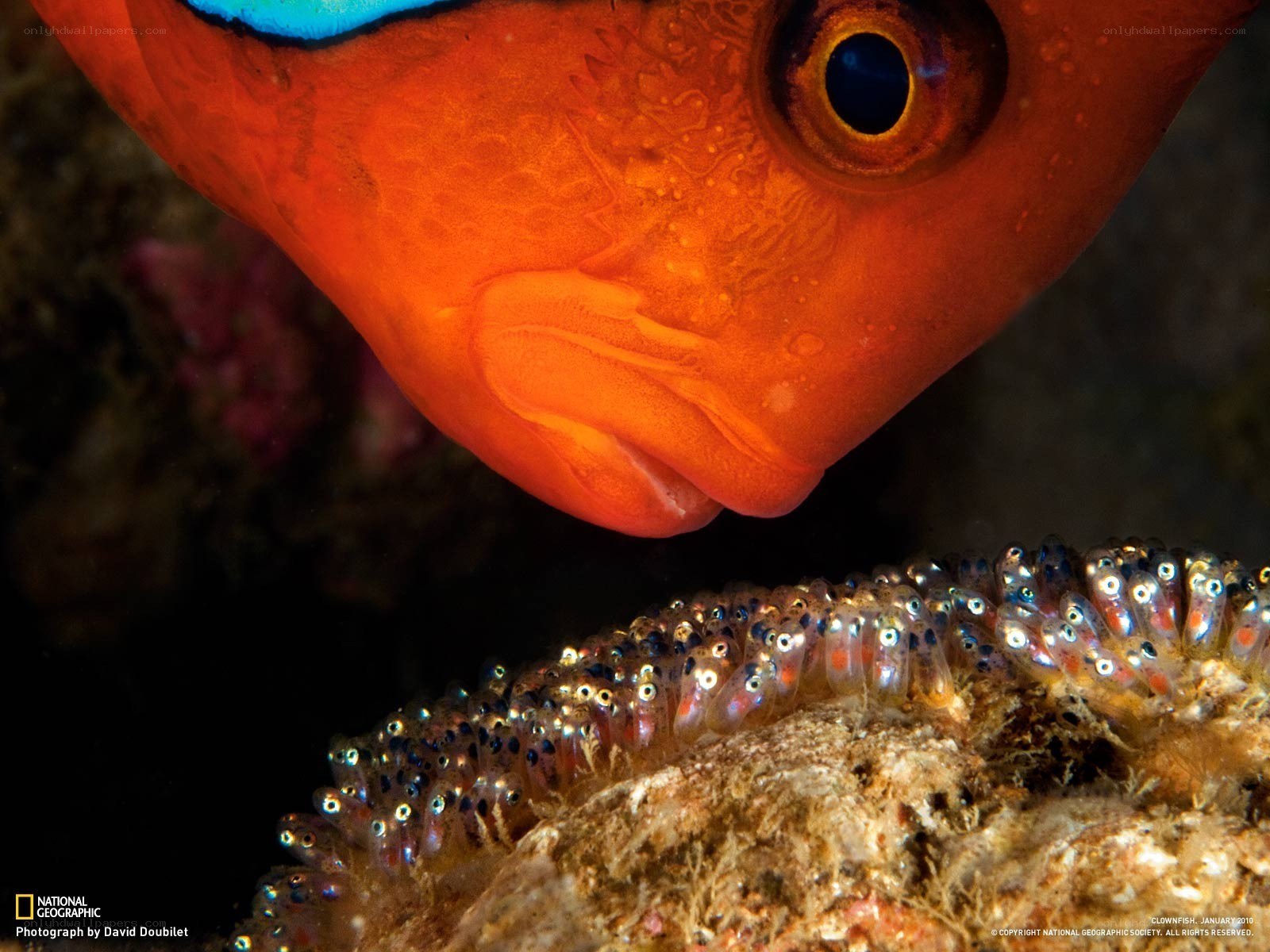 Clownfish and its eggs