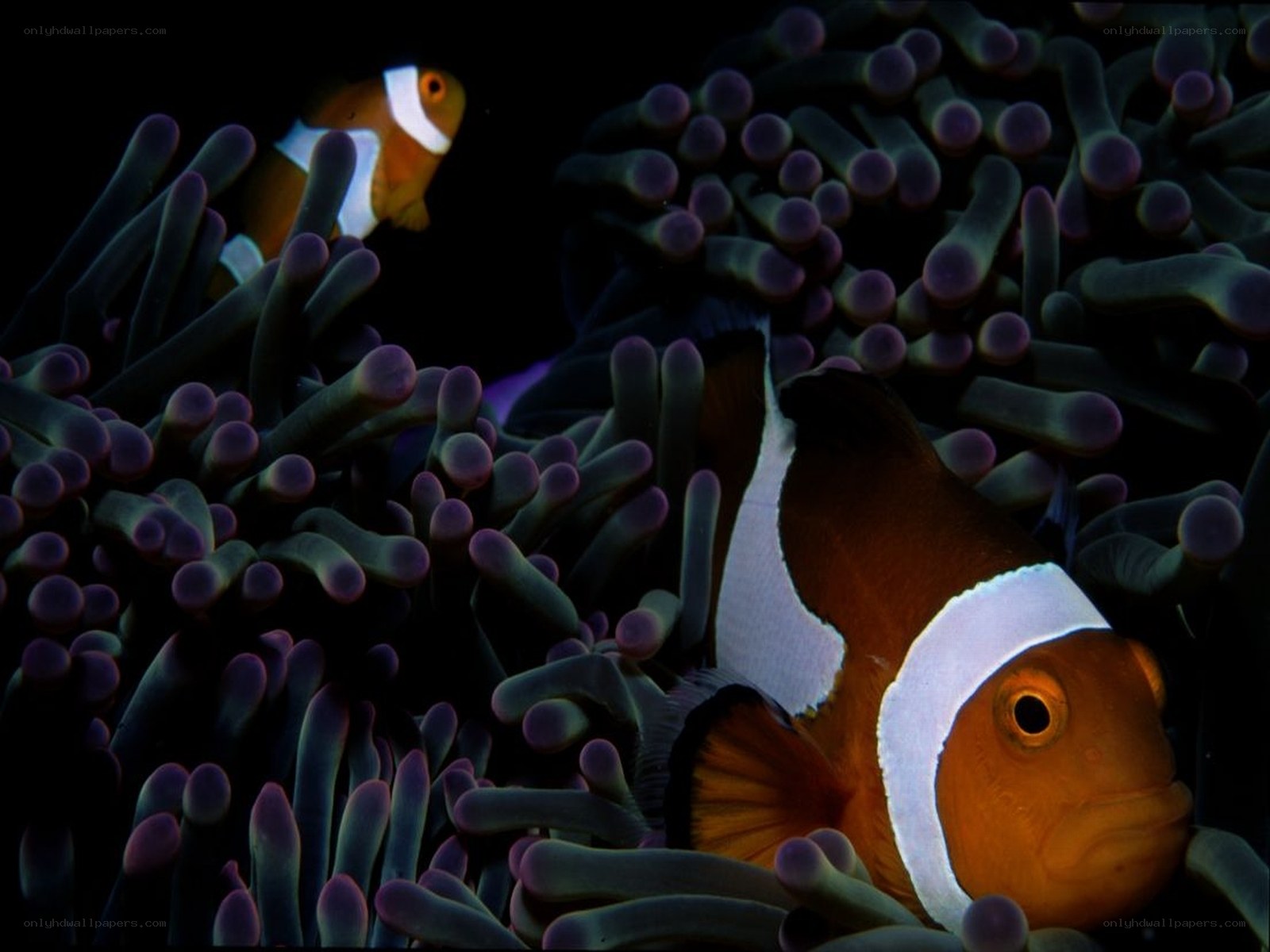 Clownfish in anemone