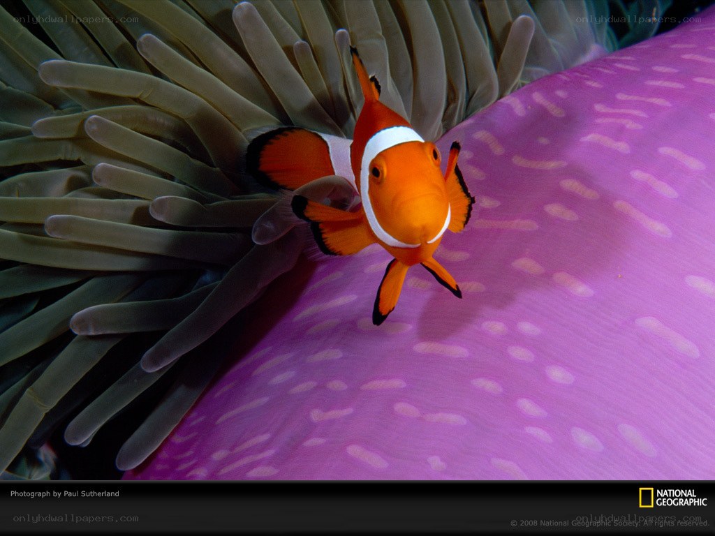 Clownfish in anemone