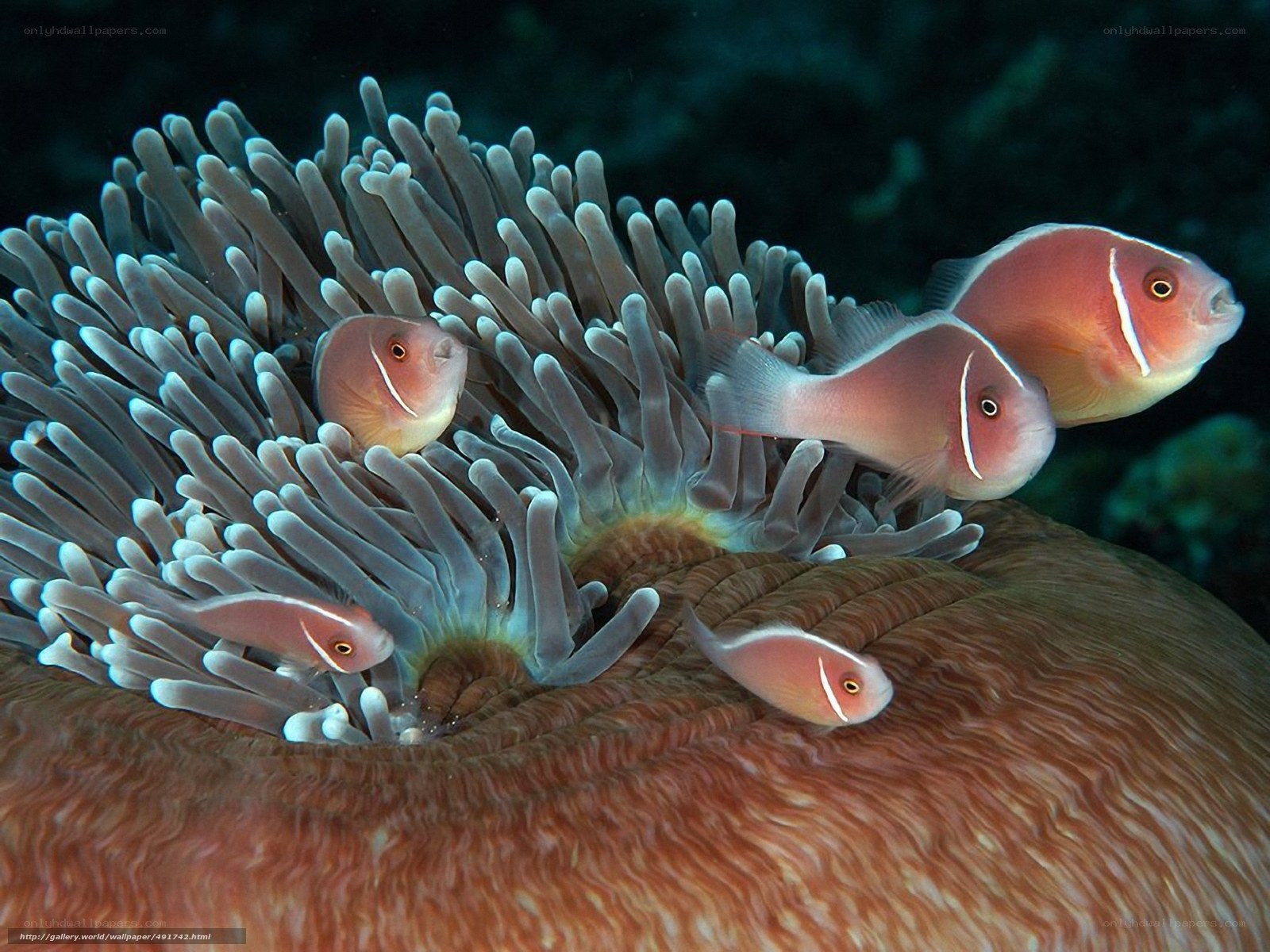 Clownfish in anemone
