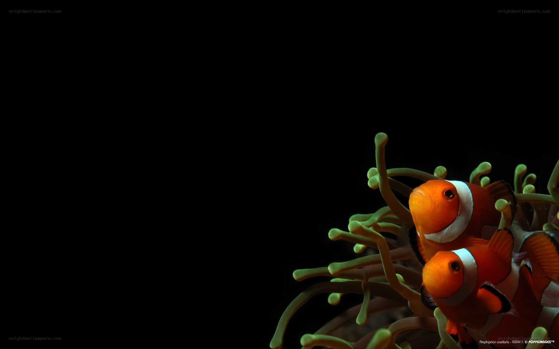 clownfish in anemone
