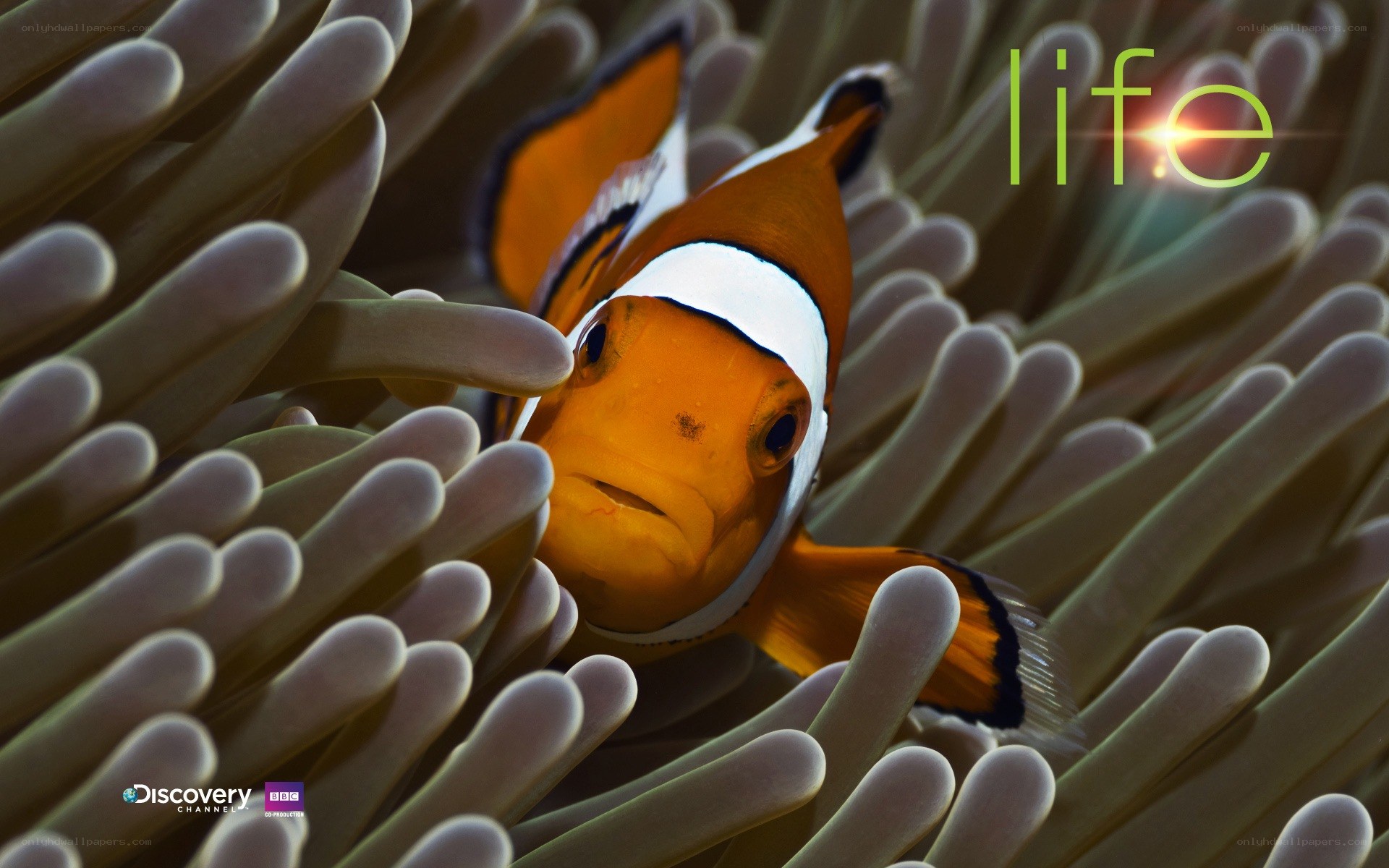 clownfish in anemone