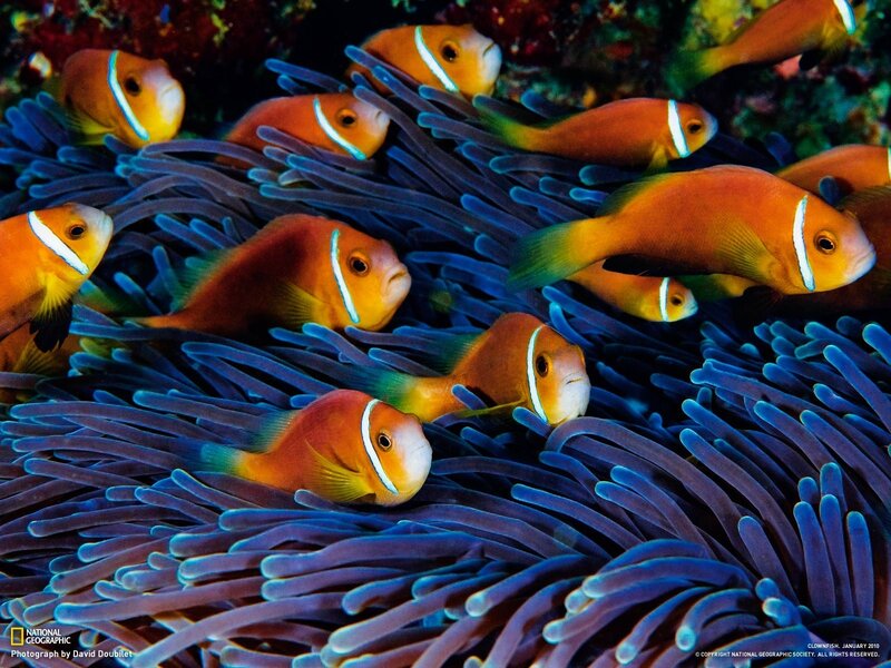 Clownfish in anemone