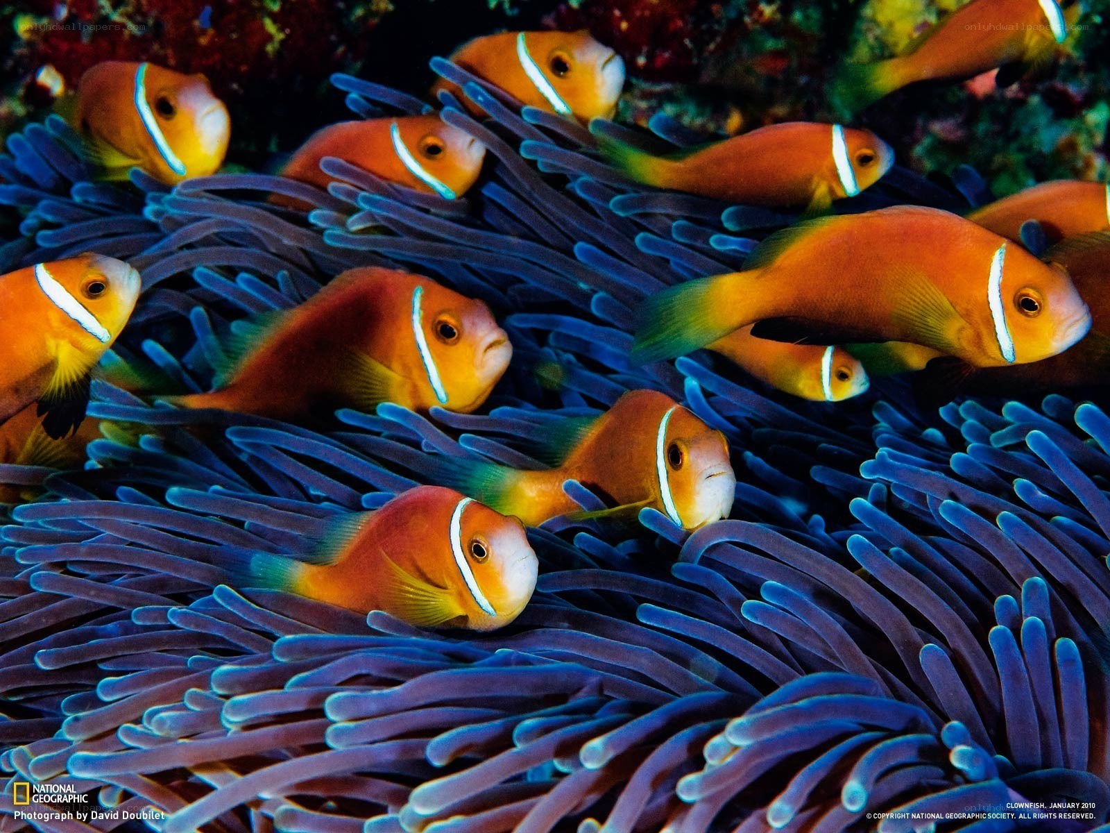 Clownfish in anemone