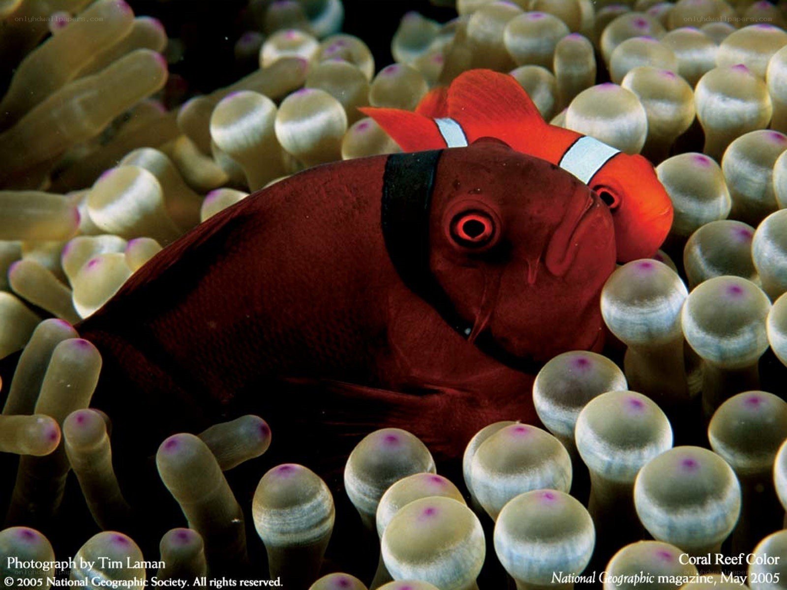 Clownfish in anemone