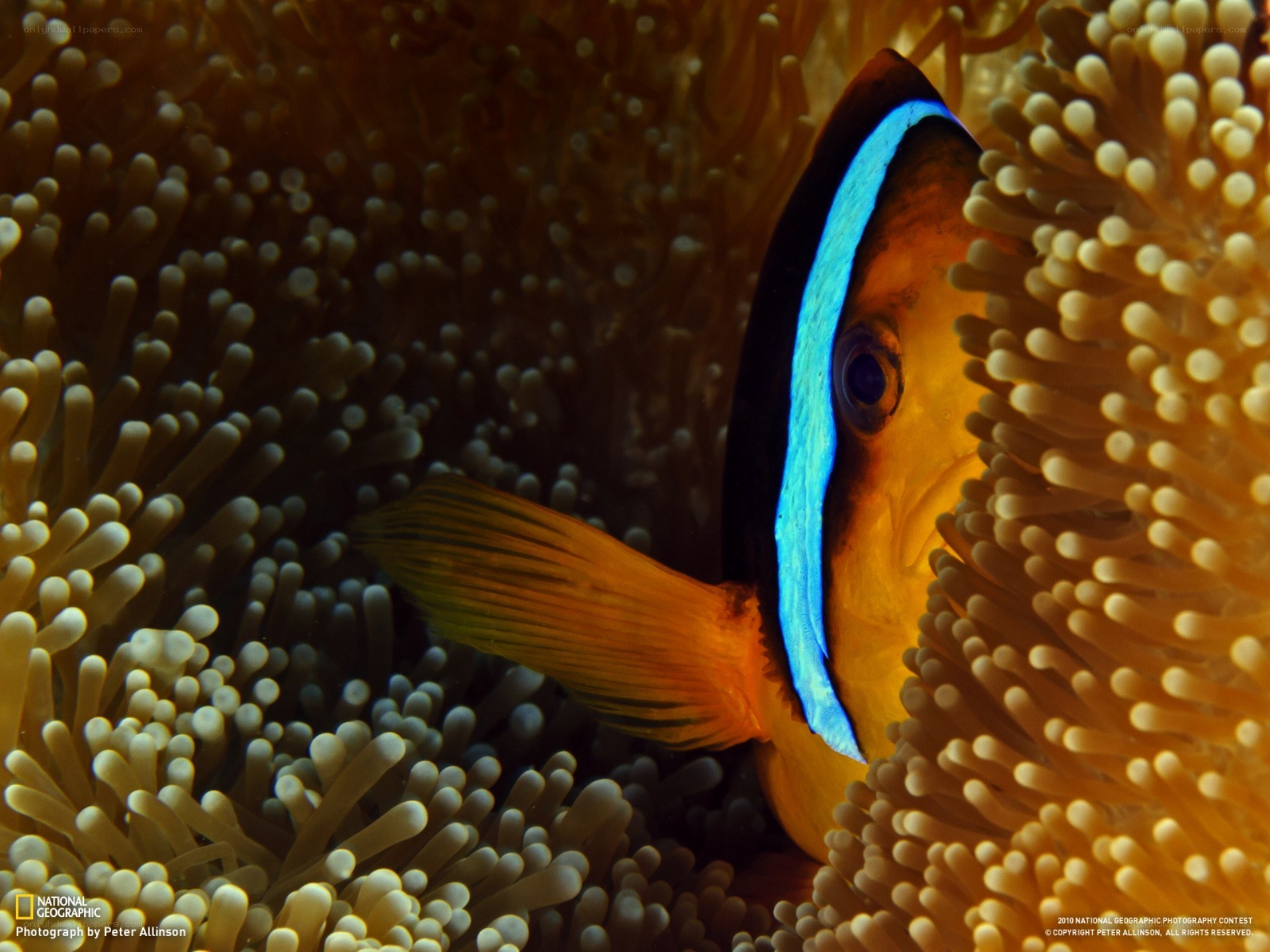 Clownfish in anemone