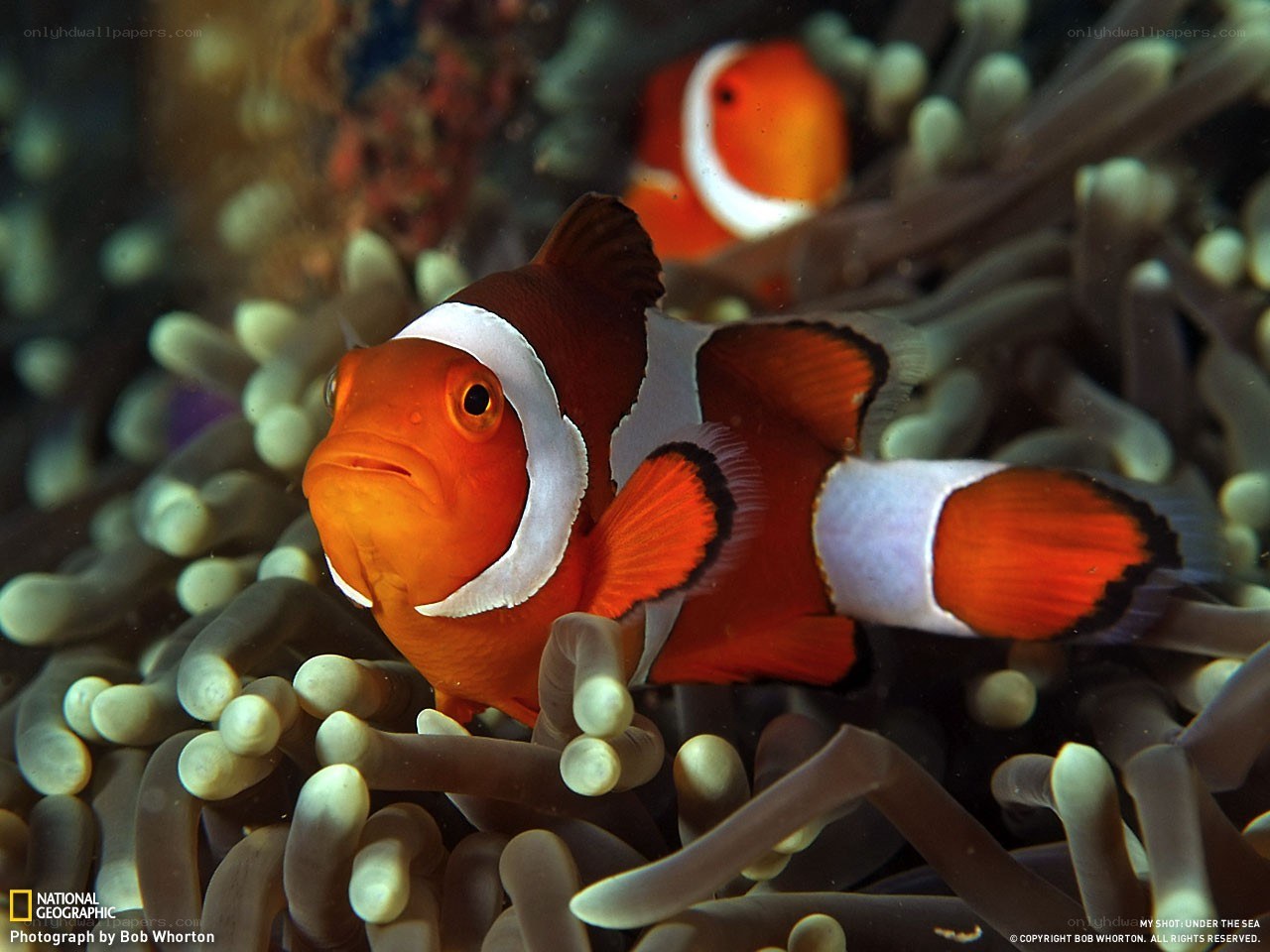 Clownfish in anemone