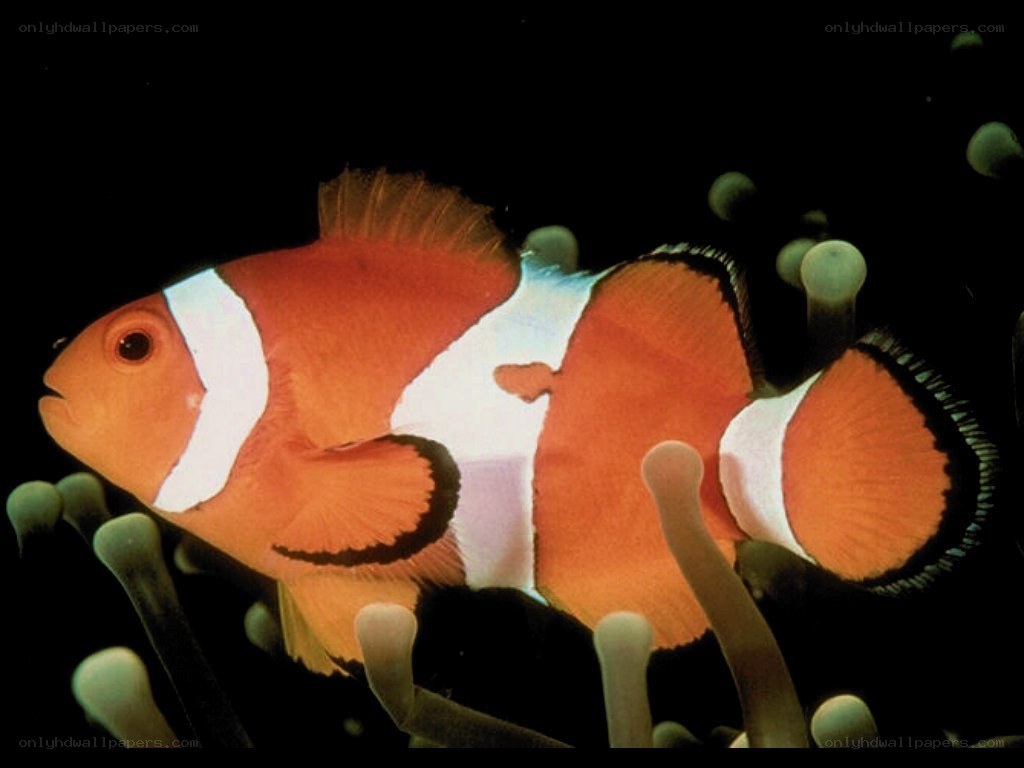 clownfish in anemone