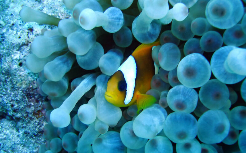 Clownfish in Anemone — Blue, Calm, Photograph