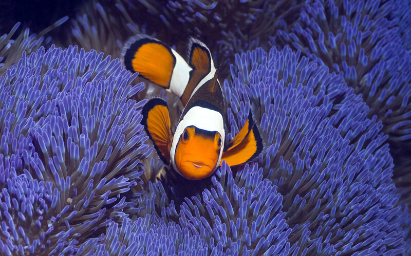 Clownfish in Anemone — Blue, Calm